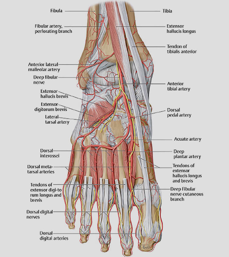 plantar foot anatomy nerves